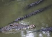 Nasib Malang Menimpa Halima, Tewas Diterkam Buaya Saat Mandi