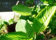 Popularitas Kratom Sebagai Obat Alternatif Timbulkan Pro dan Kontra