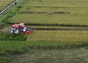 Menteri Pertanian Klaim Indonesia Kini Jadi Produsen Beras Terbesar di Asia Tenggara