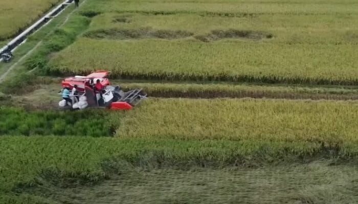 Menteri Pertanian Klaim Indonesia Kini Jadi Produsen Beras Terbesar di Asia Tenggara