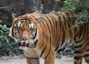 Kebun Binatang Tawarkan Gaji Rp110 Juta untuk Lowongan Sopir Pemberi Makan Harimau