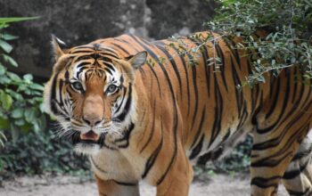 Kebun Binatang Tawarkan Gaji Rp110 Juta untuk Lowongan Sopir Pemberi Makan Harimau