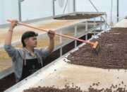 Kopi Kamojang, Ketika Energi Panas Bumi Mengubah Cita Rasa Jadi Prestasi Global