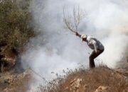 Sektor Pertanian Palestina di Ambang Kehancuran, Israel Hancurkan 90 Persen Aset di Gaza