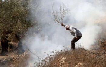 Ilustrasi serangan tentara Israel di kebun zaitun warga Palestina