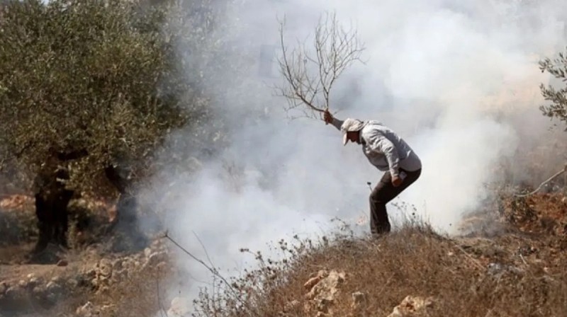 Ilustrasi serangan tentara Israel di kebun zaitun warga Palestina