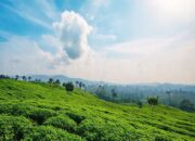 Harga Teh Dunia Melonjak, Mentan Optimis Petani Sejahtera dan Ekspor Meningkat