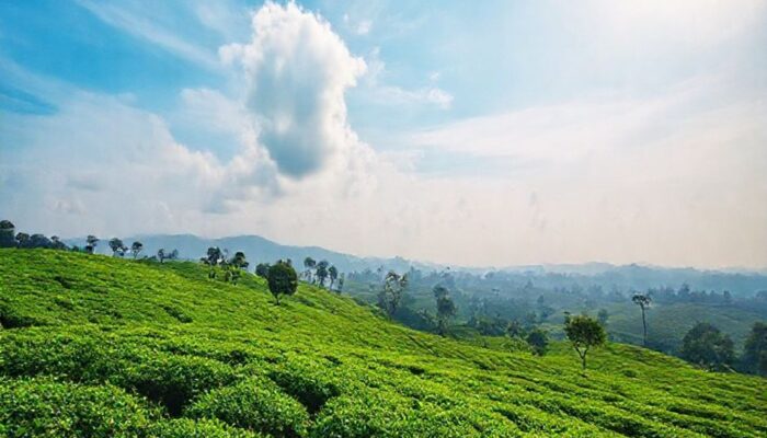 Harga Teh Dunia Melonjak, Mentan Optimis Petani Sejahtera dan Ekspor Meningkat