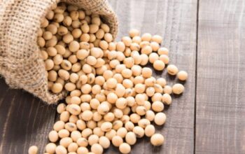 HKTI: Kedelai Impor Masih Dibutuhkan untuk Jaga Stabilitas Harga dan Pasokan Dalam Negeri