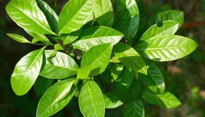 Beragam Manfaat Daun Salam Bagi Kesehatan