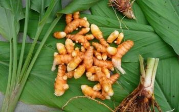 Bakteri Tanah Kunyit Potensial Lawan Kanker Payudara