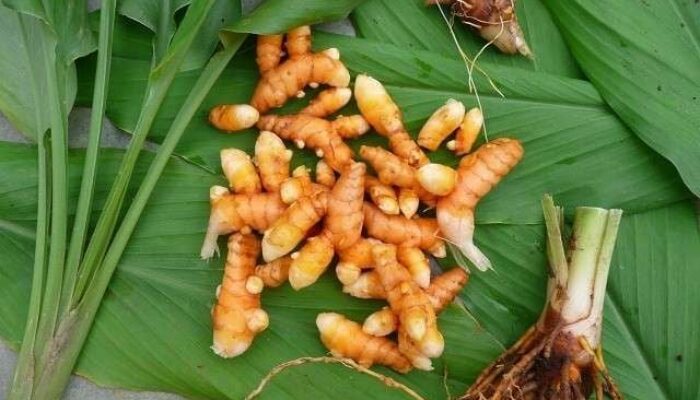 Bakteri Tanah Kunyit Potensial Lawan Kanker Payudara