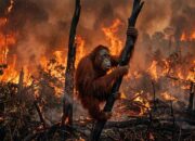 Orang Utan Bernama Sampurna Mati Akibat Paparan Asap Karhutla di Kalimantan Barat