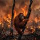 Orang Utan Bernama Sampurna Mati Akibat Paparan Asap Karhutla di Kalimantan Barat
