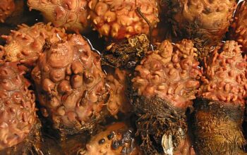 Peneliti Temukan Potensi Zat Anti Penuaan dari Sejenis Seafood