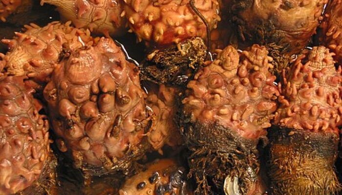 Peneliti Temukan Potensi Zat Anti Penuaan dari Sejenis Seafood